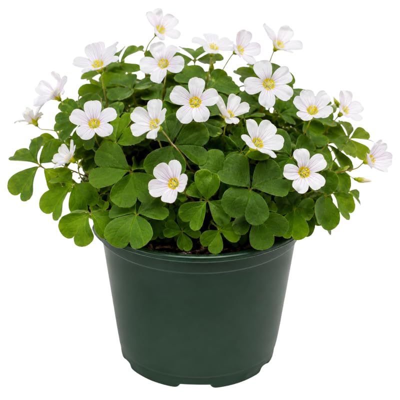 Live Oxalis Plant 5-10" Tall, Green Shamrock Perennial Plants in Pot, Well Rooted Ornamental Plant for Growing Indoor Outdoor