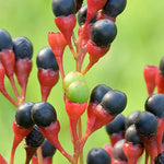 4 Sassafras Trees Live Plants No Pot, No CA, Dormant in Winter, 10 Months Old Tree for Outdoor Planting, Winter Hardy, 6-12"
