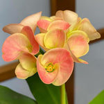 2 Euphorbia Milii Salmon Crown of Thorns Plant Live, Cold Hardy Succulent Houseplant 4-7" Tall with Constant Blooms