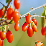 Red Goji Berry Tree Live Plant, Cold Hardy Fruit Plant, 2-3 Ft Tall