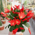 Red Easter Cactus Plant Live 4-7 Inches, Spring Easter Cactus, Vibrant Seasonal Blooms for Indoor Planting