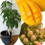 No CA, Grafted Mango Plant Live Tree, 2-3 Ft Tall in 3 Gallon Pot, High-Yielding for Spring Planting (Lemon)