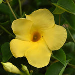 2 Yellow Dipladenia Bushes Flower Plants, Pink Flowering Plants, 4-8 Inches, Outdoor Growing