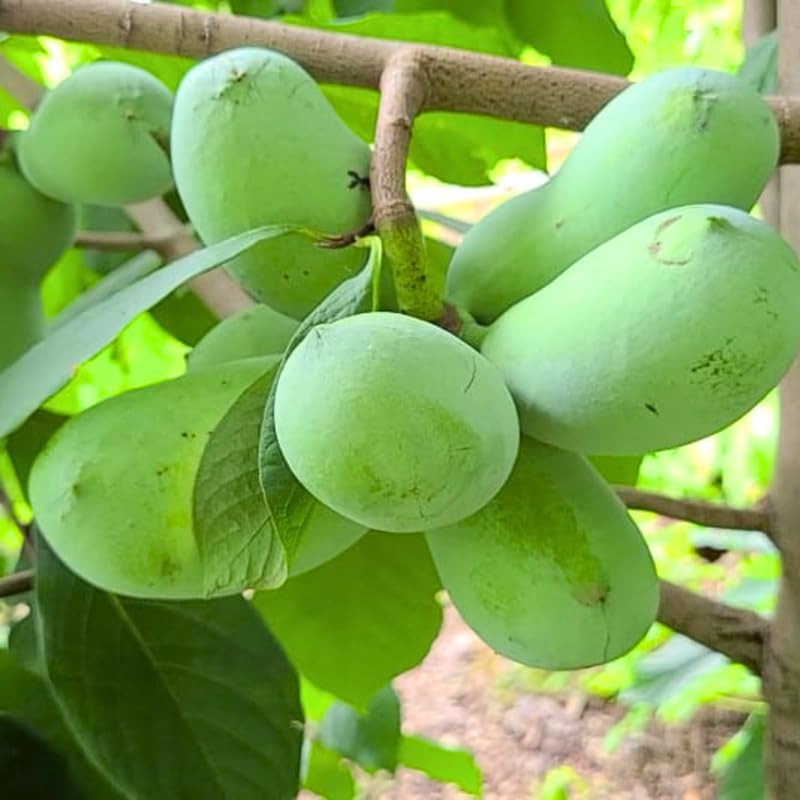 Live Pawpaw Tree in Quart Pot, 1 Year Old Paw Paw Tropical Fruit Tree, Outdoor Planting, Winter Dormant