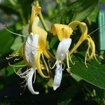 2 Yellow White Honeysuckle Plants Live for Planting, Fragrant Honeysuckle Vine Live Plants, 5-9" Tall, Hardy Perennial Climbing Vine