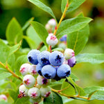 1 Blueberry Bush Live Plant 5 to 9 Inch Tall, Blueberry Plant Live for Planting, Sweet Blueberries Fruit Tree Live Plant (Emerald Blueberry)