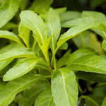 2 Spinach Live Plants 4-8 Inches, Herb Spinach Plants Ready Grow Outdoor Garden