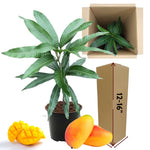 1 Year Old Mango Tree Live Plant Seedling in Gallon Pot, Fully Rooted for Zones 9-11, Cold Hardy, Ready to Planting Outdoor, Full Sun, Tommy Atkins Mango Plant, No CA
