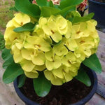 Set 2 Yellow Euphorbia Milii Plants, Crown of Thorns Live Plant, 5-8 Inc Tall, Hardy Euphorbia Flowering Houseplants