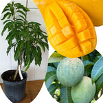 No CA, Grafted Mango Plant Live Tree, 2-3 Ft Tall in 3 Gallon Pot, High-Yielding for Spring Planting (Lemon)