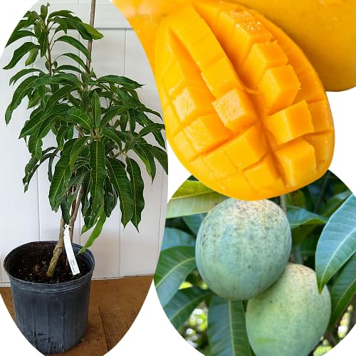 No CA, Grafted Mango Plant Live Tree, 2-3 Ft Tall in 3 Gallon Pot, High-Yielding for Spring Planting (Lemon)