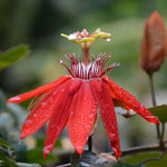 Red Passion Flower Plant Live, Passiflora Flowering Vine, Trailing Passion Flowers 4 to 8 Inch Tall