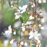 Clerodendrum Wallichii Plant Live, 5-9 Inch Tall White Flowering Clerodendrum Smithianum, Rare Plant for Indoor or Outdoor Growing