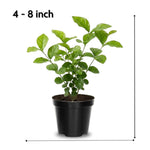 Jasmine Live Plant 4–8″ Tall, Jasmines Flower Vine, Fragrant White Blooms, Outdoor or Container Growing (Orleans Jasmine)