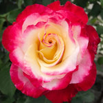 Rose Bush Live Plant, Heirloom Rose Plant Live for Planting, Fragrant Flowers Well Rooted Plant, 5-10 Inch Tall (Delight Rose)