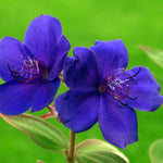 Pack 4 Blue Tibouchina Plants Live 5 to 8 Inch Height, Blue Tibouchina Live Plant to Grow, Tibouchina Flower