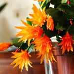 Orange Easter Cactus Plant Live 4-7 Inches, Spring Easter Cactus, Vibrant Seasonal Blooms for Indoor Planting
