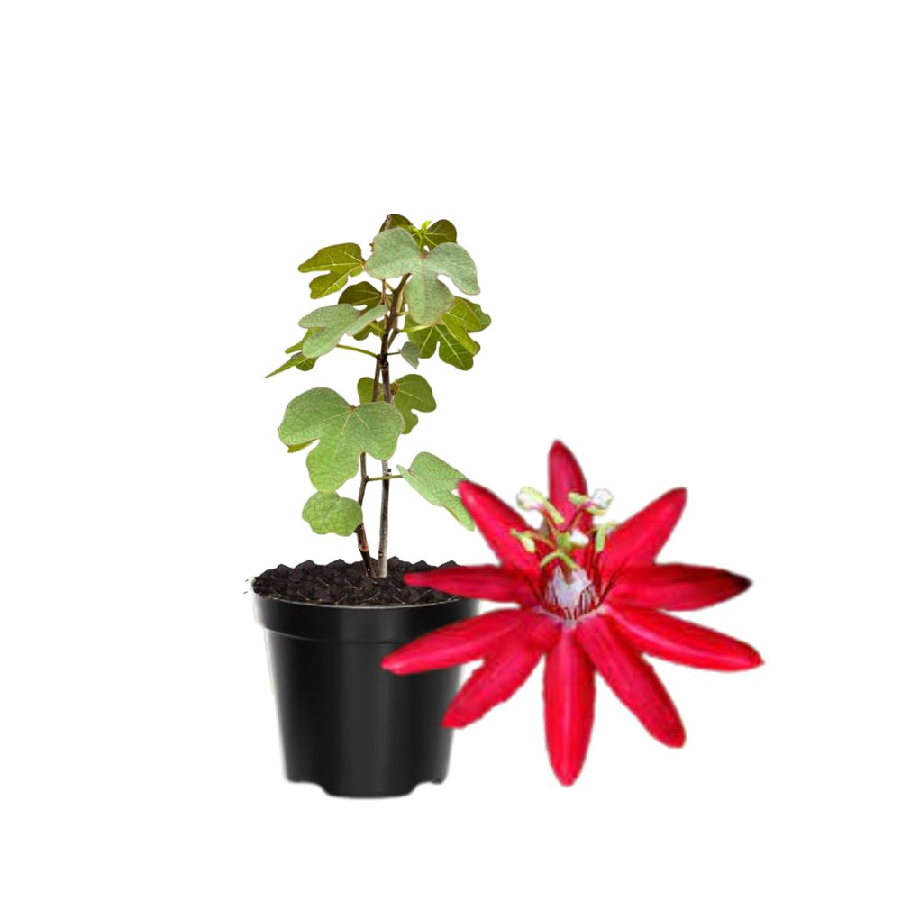 Pack 2 Passion Flower Plants, Red Passiflora Vine Flowering Plant 4-7 Inch Tall, Indoor Outdoor Planting