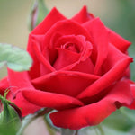 Rose Bush Live Plant, Heirloom Rose Plant Live for Planting, 5-10 Inch Tall, Fragrant Flowers Well Rooted Starter Plant, No Pot (Red Rose Plant)