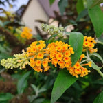 Pack 2 Butterfly Bushes Live Plant, Fragrant Buddleia Bush Shrub, 4 to 9 Inch Tall (Golden Blooms)