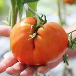 2 Bigbeef Tomato Plants Live, 4-8 Inch Tall, Tomato Live Plants Well-Rooted for Garden