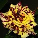 Rare Rose Bush, Rose Plant Live for Planting Indoor Outdoor, 6-10" Tall, Fragrant Flowers Well Rooted Plant (Red Yellow Rose)