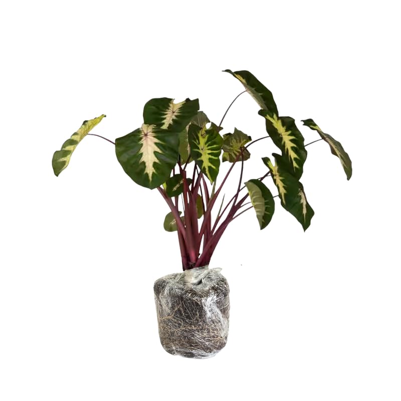 Set 2 Green Pink Colocasia Elephant Ear Plants Live 4–7 Inches Tall, Tropical Foliage Plants for Outdoor Garden, Large Leaf Plants for Patio, Containers or Landscape