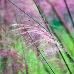 Clump 5-9" Muhly Grass Live Plant for Spring Planting, Ornamental Grass, Perennial Grasses Fast-Growing, Vibrant Color (Vibrant)