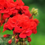 Live Geranium Plants, 3 Red Geranium Flower Plants, Gernanium Plant Live, 4 to 6 Inches Long, Geranium Live Plants, Geranium Starter Plant, 3 Red Flower Live Plants