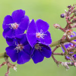 2 Blue Tibouchina Plants Live for Planting 5 to 8 Inch Tall, Blue Tibouchina Live Plant to Grow, Tibouchina Flower