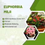 Euphorbia Crown of Thorns Plant, Perennial Succulent Live Plant Indoor Outdoor 4-7 Inches