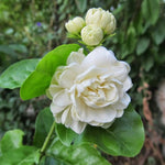 Duke of Tuscany Jasmine Plant 10-14'' Tall in Half Gallon Pot, Fragrant, Hardy Jasmine Flowering Plant for Planting Indoor Outdoor