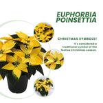 2 Multi Varieties Poinsettia Plants Live, Yellow Poinsettia Flowers for Holiday Christmas Gift, Decoration Houseplant 5-10" in Tall, No Pot