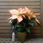 2 Multi Varieties Poinsettia Plants Live, Salmon Peach Poinsettia Flowers for Holiday Christmas Gift, Decoration Houseplant 5-10" in Tall, No Pot
