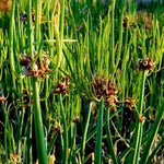 200 Walking Onion Plant Seeds for Spring Planting, Ready to Grow, Cold Hardy, Fast-Growing and High Yielding