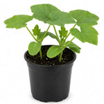 Yellow Summer Squash Live Plant in 4 Inch Pot, 4-6" Tall Zucchini