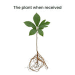 Hardy Chestnut Tree Live Plant 6-12 Inches Tall