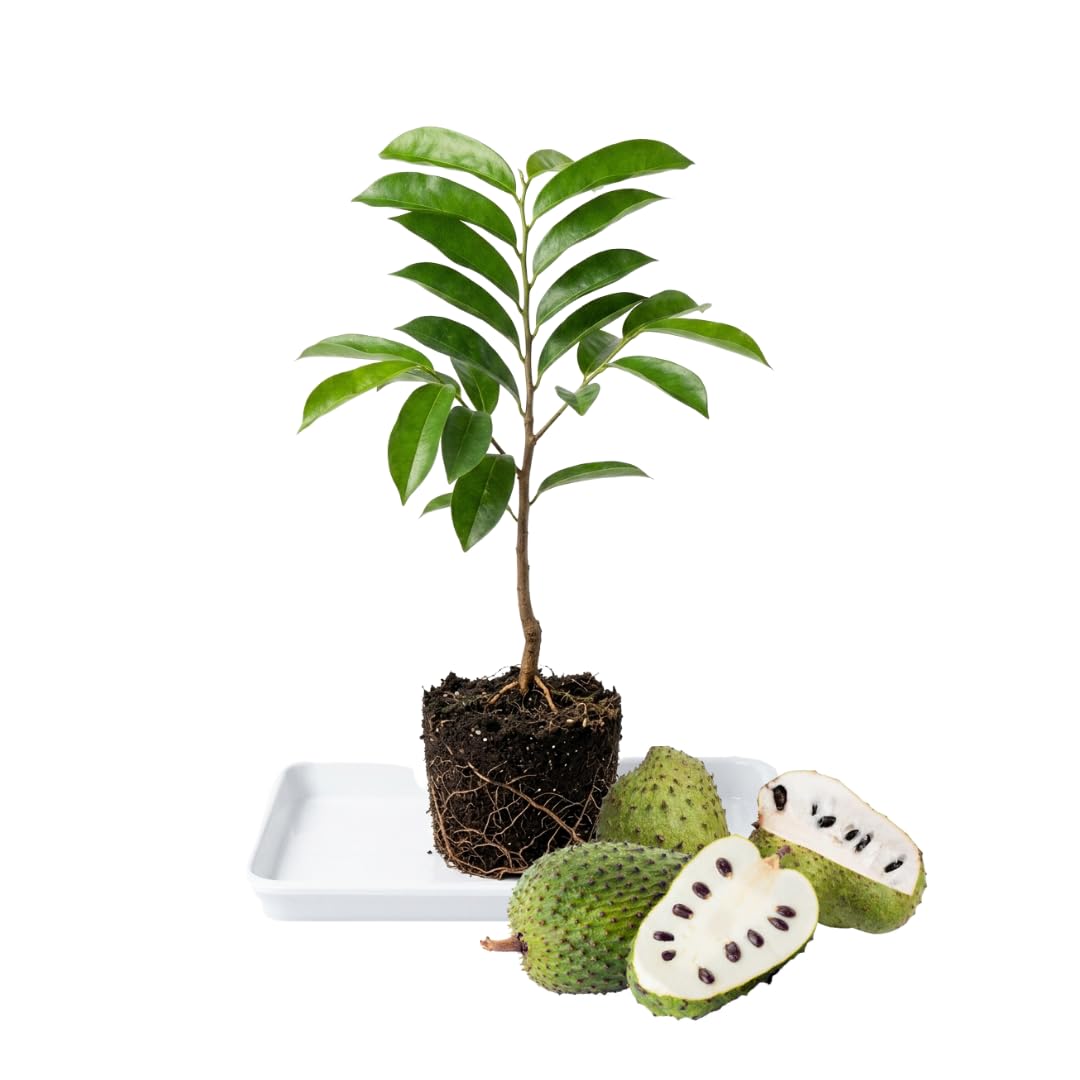 Soursop Tree Live Plant 8 Months Old No Pot, Tropical Annona Muricata Starter Plant, Very Fast-Growing, 5-9 Inches in Tall, No CA