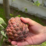 Red Sugar Apple Tree, Sweet Red Custard-Like Fruit Tree in Half Gallon Pot, 6-12 Inches, Ready to Grow for Outdoor Garden