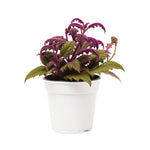 Set of 2 Live Gynura Purple Passion Plant, Royal Velvet Houseplant, 4-8 Inches Tall, Ready for Planting