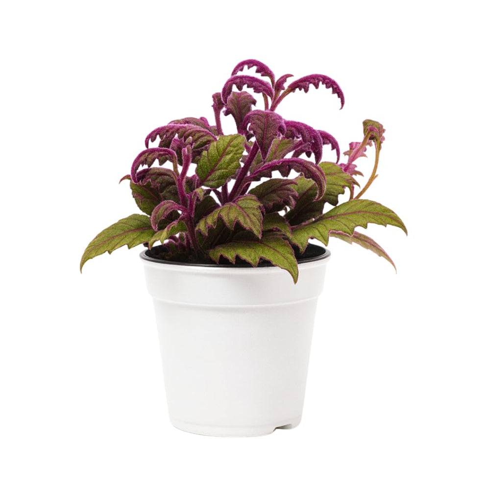 Set of 2 Live Gynura Purple Passion Plant, Royal Velvet Houseplant, 4-8 Inches Tall, Ready for Planting