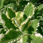 Live Pinapple Mint Plant, Mint Herb Plant, 4 Inch Pot for Planting