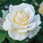 Climbing Rose Live Plant Well Rooted, No Leaf, Ready to Plant Indoor Outdoor, Climber Rose Bush, Hybrid Tea Rose Like, Very Fragrant, Long Bloomer (White)