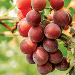 2 Rare Grape Vines Live Plants, Sweet Starter Grapevine from 5 to 8 Inches in Tall, Easy to Grow Indoor Outdoor, No Pot (Red)