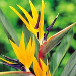 Set 4 Yellow Bird of Paradise Plants Live, 4-8 Inch Tall Tropical Plants for Indoor Outdoor Growing
