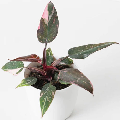 2 Pink Philodendron Plants, Variegated Leaf Houseplant, Tropical Indoor Plant 5 to 8 Inches Tall Well-Rooted, No Pot
