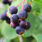 2 Cold Hardy Serviceberry Live Plant Tree in Quart Pot, 12-18" in Tall, Dormant, Well-Rooted for Outdoor Planting