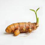 Pack 10 Turmeric Root, Fresh Yellow Turmeric Roots, Curcuma Longa Ginger Roots for Planting or Culinary, Suited for Zones 8 to 11