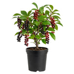 Chokecherry Plant Live in 5 Inch Pot, White Flowering Berry Shrub 5-10 Inches, Live Berry Plants for Outdoor Garden