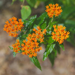 4 Orange Milkweed Plants Live 4-9 Inc Tall, Tropical Milkweed Plants Well Rooted, Outdoor Growing